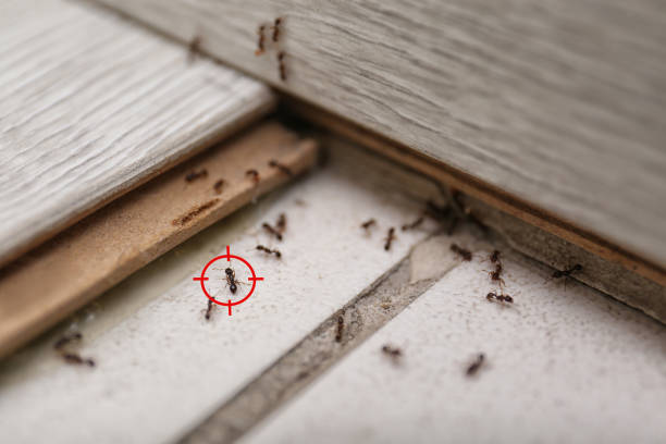 Best Residential Pest Control  in Quakertown, PA